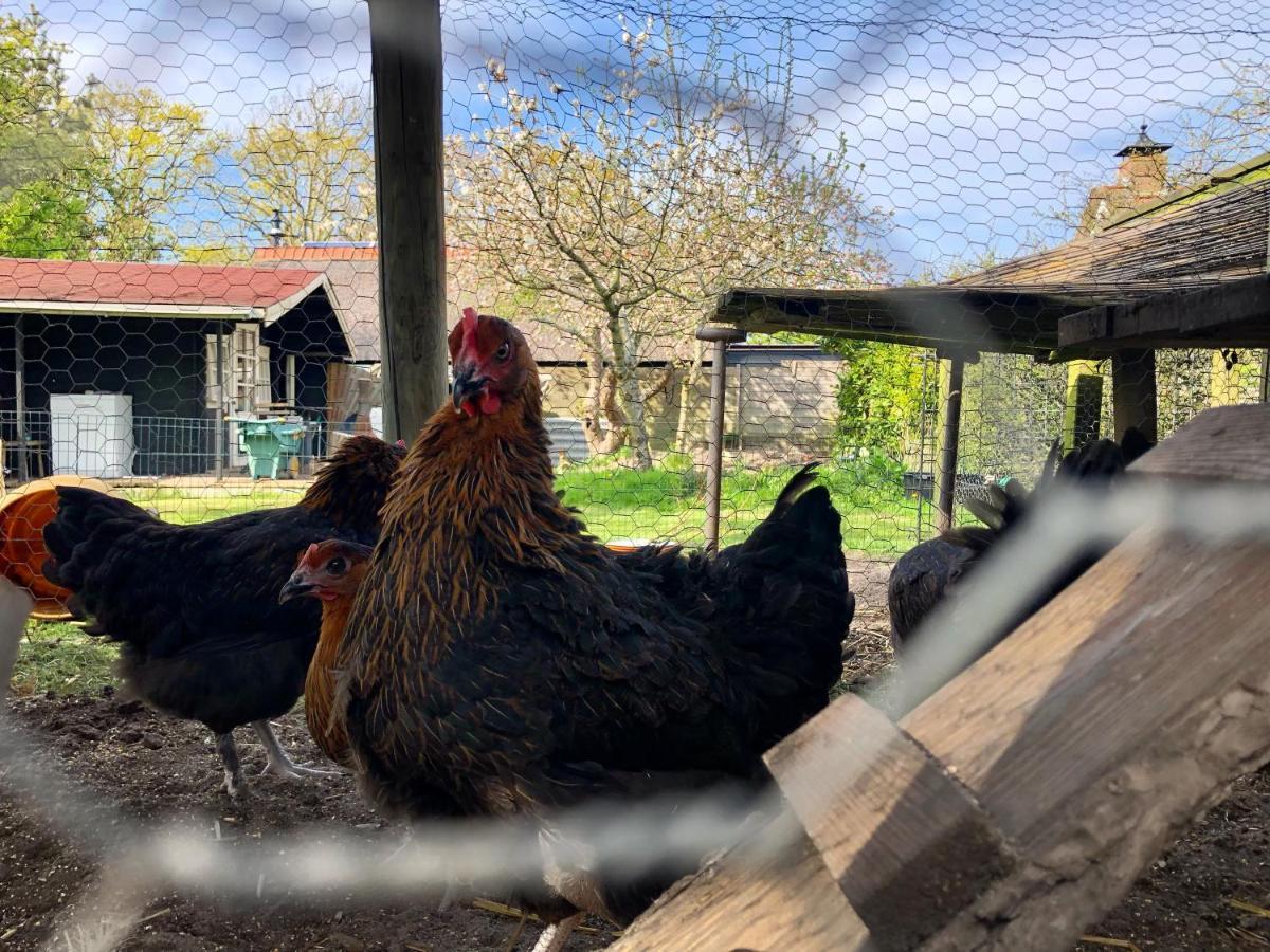 Hoeve Te Gast - Vakantieboerderij Groet Eksteriør bilde